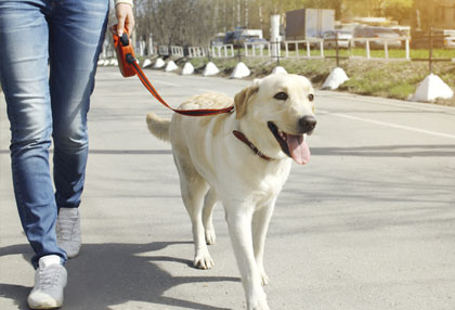 Dog walking